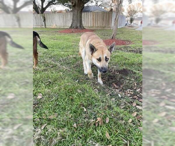 Medium Photo #1 Siberian Husky Puppy For Sale in Houston, TX, USA
