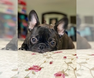 French Bulldog Puppy for sale in OJAI, CA, USA