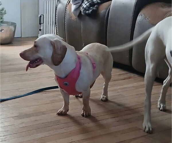 Medium Photo #2 Dachsador Puppy For Sale in Los Angeles, CA, USA