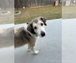 Small #3 Great Pyrenees