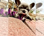 Small #2 French Bulldog