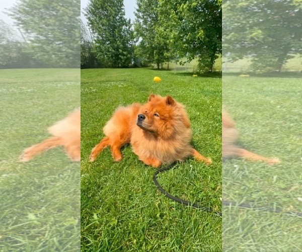 Medium Photo #3 Chow Chow Puppy For Sale in Prescott, Ontario, Canada