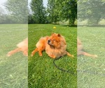 Small #2 Chow Chow