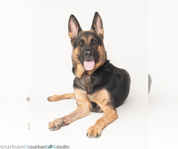 Medium Photo #3 German Shepherd Dog Puppy For Sale in Tampa, FL, USA