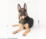 Small Photo #3 German Shepherd Dog Puppy For Sale in Tampa, FL, USA