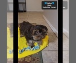 Small #2 Yorkshire Terrier