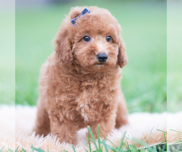 Medium Photo #11 Goldendoodle (Miniature) Puppy For Sale in WARSAW, IN, USA