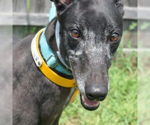 Greyhound Dogs for adoption in Grandville, MI, USA