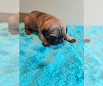 Small Photo #3 Cane Corso Puppy For Sale in BUNCH, OK, USA