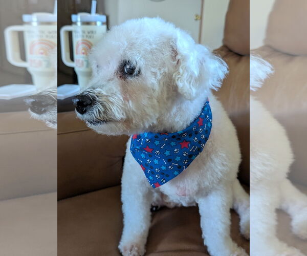Medium Photo #2 Bichon Frise Puppy For Sale in bloomington, IL, USA