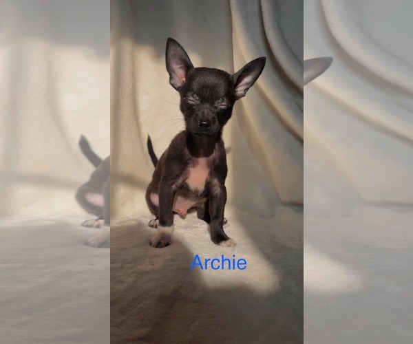 Medium Photo #2 Chiranian Puppy For Sale in Rustburg, VA, USA