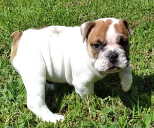 English Bulldog Puppy for sale in GAFFNEY, SC, USA