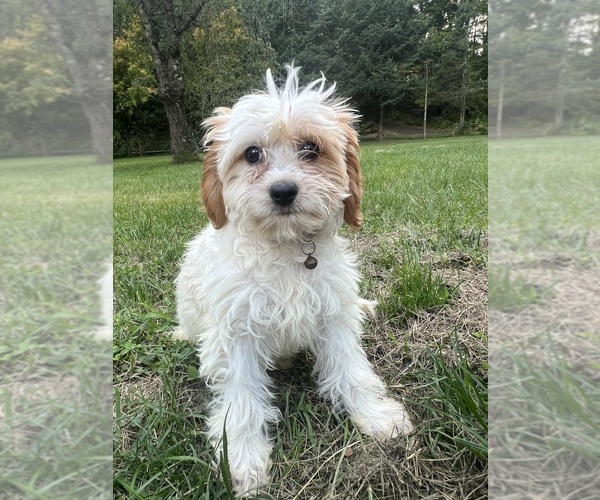 Medium Photo #23 Cavapoo-Poodle (Miniature) Mix Puppy For Sale in DURHAM, CT, USA
