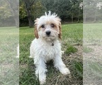 Small #22 Cavapoo-Poodle (Miniature) Mix