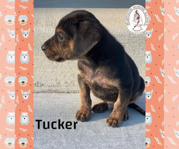 Medium Photo #2 Treeing Walker Coonhound-Unknown Mix Puppy For Sale in Red Lodge, MT, USA