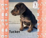 Small #1 Treeing Walker Coonhound Mix