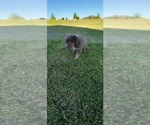 Small Photo #3 Australian Shepherd Puppy For Sale in DAVENPORT, WA, USA