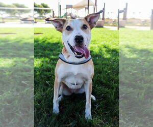 Army - Female Carolina Dog-Unknown Mix Dog for Adoption - Photo #2