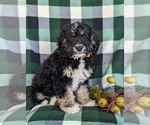Small Photo #3 Miniature Bernedoodle-Poodle (Miniature) Mix Puppy For Sale in OXFORD, PA, USA