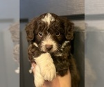 Small #5 Aussiedoodle Miniature 