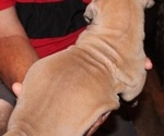 Small Photo #5 Boerboel Puppy For Sale in HOLLYWOOD, FL, USA