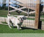 Small #1 Shih Tzu