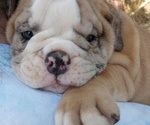 Small Photo #6 Bulldog Puppy For Sale in GREEN FOREST, AR, USA