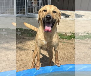 Golden Labrador Dogs for adoption in Corning, AR, USA