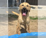 Small Golden Labrador