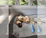 Small #1 Mastiff Mix