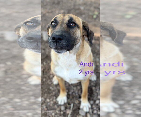 Medium Photo #5 Black Mouth Cur-German Shepherd Dog Mix Puppy For Sale in Wakefield, RI, USA