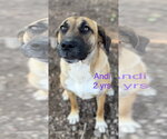 Small #4 Black Mouth Cur-German Shepherd Dog Mix