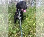 Small #3 Labrador Retriever Mix