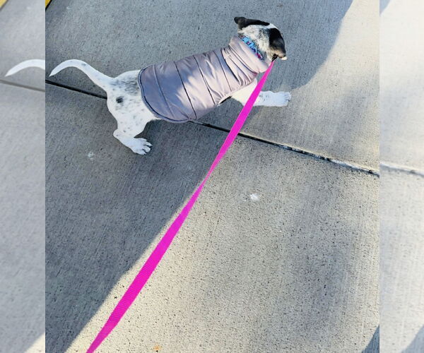 Medium Photo #8 American Bulldog-German Shepherd Dog Mix Puppy For Sale in Princeton, MN, USA