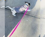 Small #7 American Bulldog-German Shepherd Dog Mix