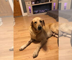 Golden Retriever-Unknown Mix Dogs for adoption in Oakhurst, NJ, USA