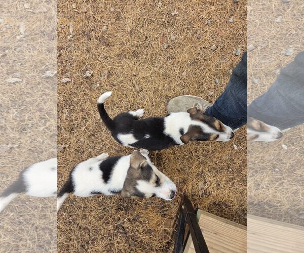 Medium Photo #2 Beagle-Unknown Mix Puppy For Sale in Minneapolis, MN, USA