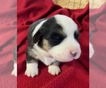 Small #1 Cardigan Welsh Corgi