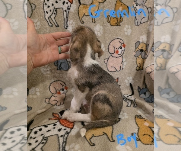 Medium Photo #18 Chizer Puppy For Sale in MONTEZUMA, GA, USA