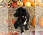 Small Photo #20 Australian Shepherd Puppy For Sale in WILLIAMS, AZ, USA