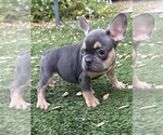 Puppy 1 French Bulldog
