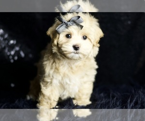Medium Maltipoo (Miniature)