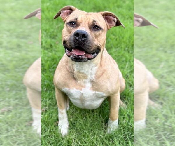 Medium Photo #7 American Pit Bull Terrier Puppy For Sale in Great Bend, KS, USA