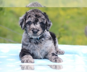 Aussiedoodle-Poodle (Standard) Mix Puppy for sale in UNION CITY, TN, USA