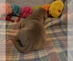 Small #13 Great Dane