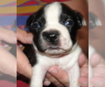 Puppy 5 Boston Terrier
