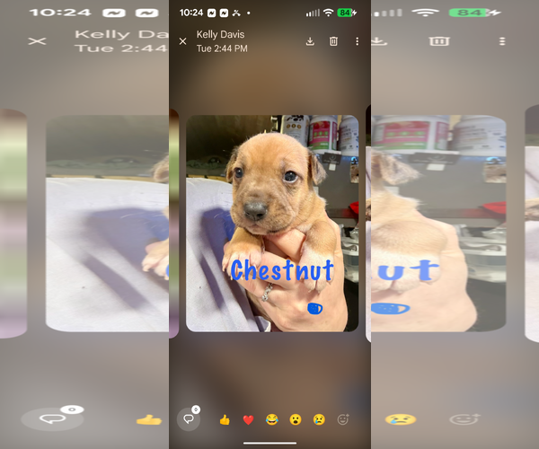 Medium Photo #1 German Shepherd Dog-Unknown Mix Puppy For Sale in columbia, SC, USA