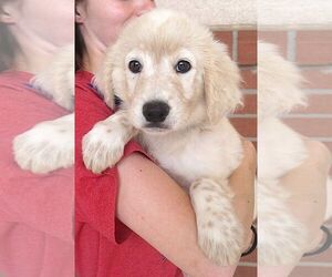 Miniature Labradoodle Dogs for adoption in Carrollton, TX, USA