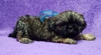 Small Photo #5 Shih Tzu Puppy For Sale in BUFFALO, MO, USA
