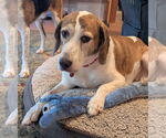 Small #10 Beagle Mix